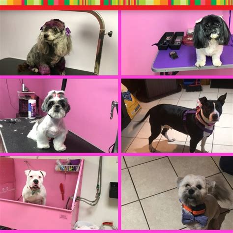 Dog grooming philadelphia. Things To Know About Dog grooming philadelphia. 